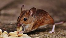 24 Hour & Emergency Exterminators in Glen Rogers, WV